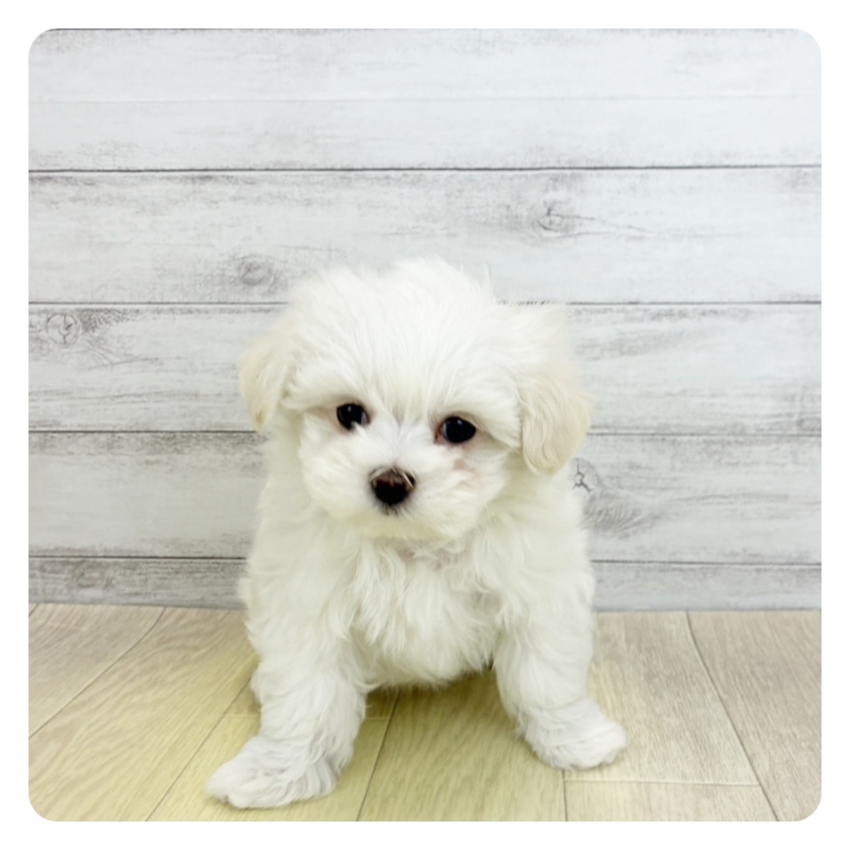 愛知県のマルチーズ (犬の家＆猫の里春日井本店/2026年3月14日生まれ/男の子/ホワイト)の子犬