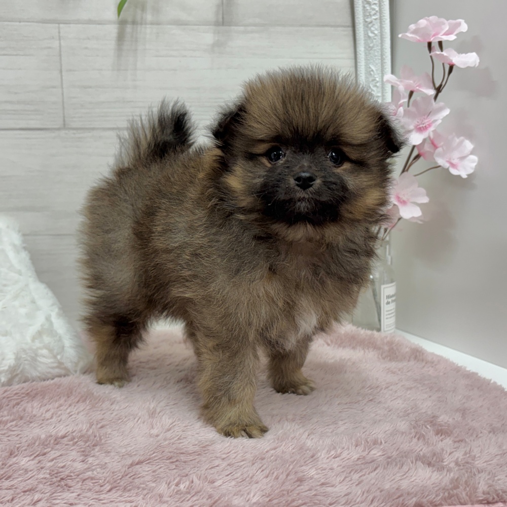 神奈川県のポメラニアン (犬の家＆猫の里相模原店/2026年3月15日生まれ/男の子/セーブルオレンジ)の子犬の1枚目の画像