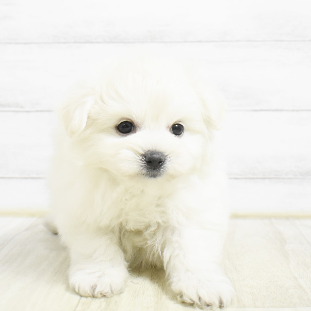 ハーフ犬女の子の写真