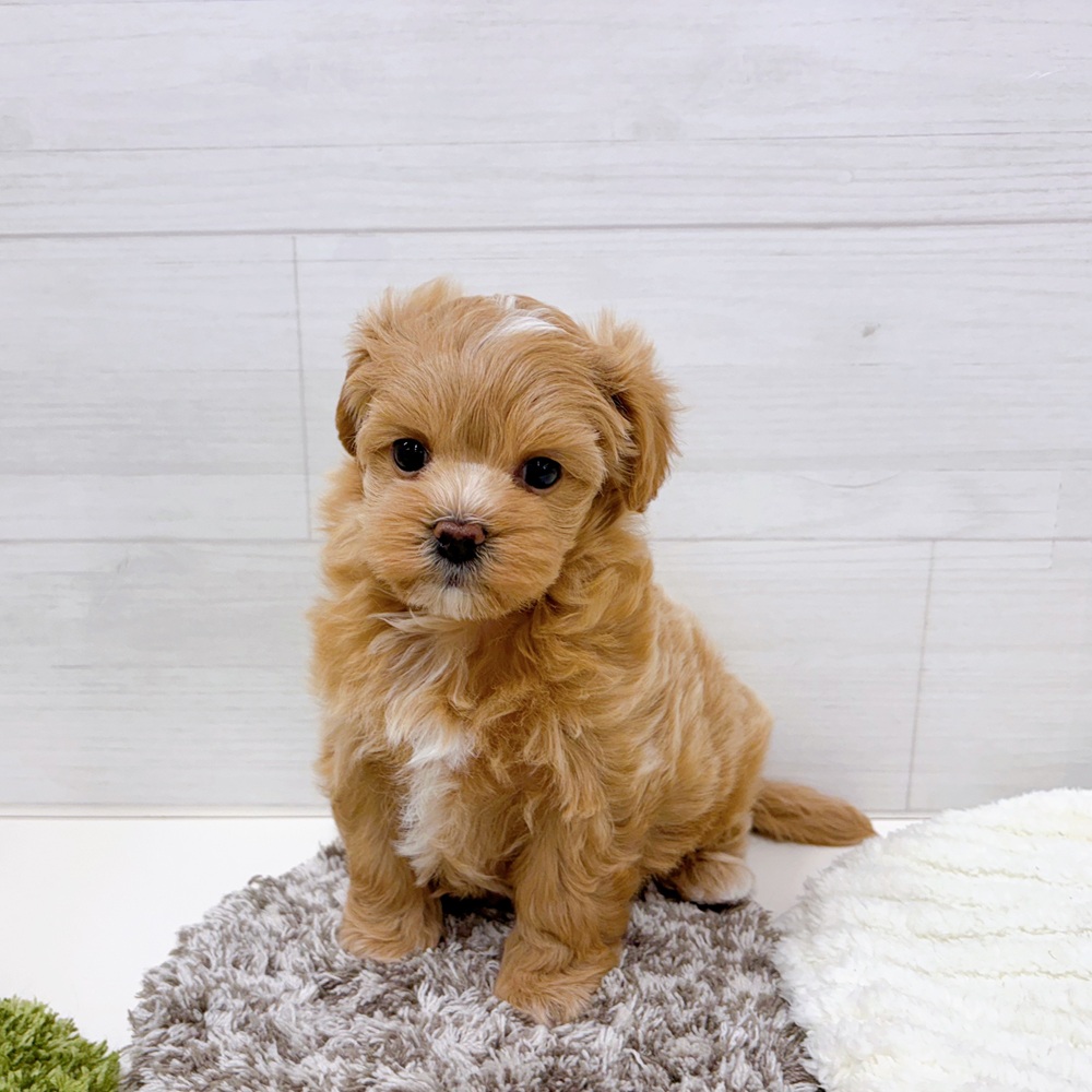 石川県のマルプー(マルチーズ×プードル) (犬の家＆猫の里アミーゴ金沢おこばた店/2026年3月15日生まれ/女の子/アプリコット)の子犬の1枚目の画像