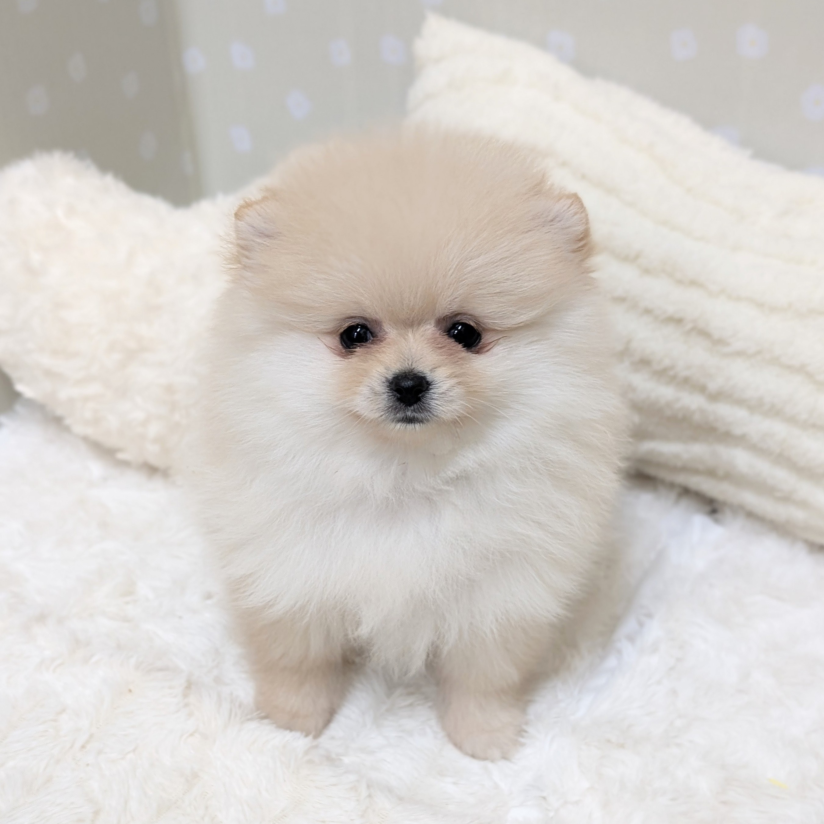 愛知県のポメラニアン (犬の家＆猫の里安城店/2026年3月16日生まれ/女の子/クリーム)の子犬