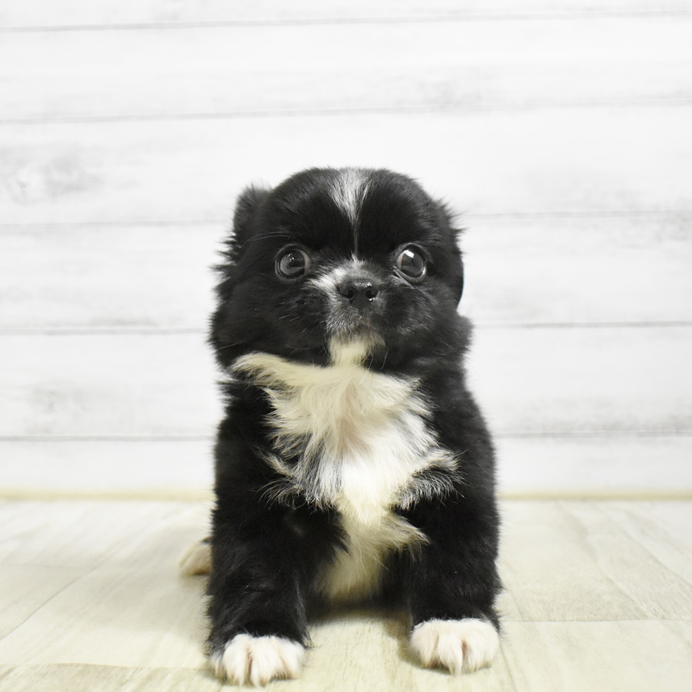 ハーフ犬男の子の写真