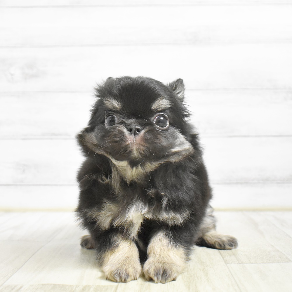長野県のチワワ(ロング) (犬の家＆猫の里塩尻店/2026年3月13日生まれ/男の子/ブラックタンホワイト)の子犬
