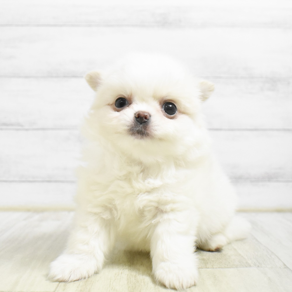ハーフ犬男の子の写真