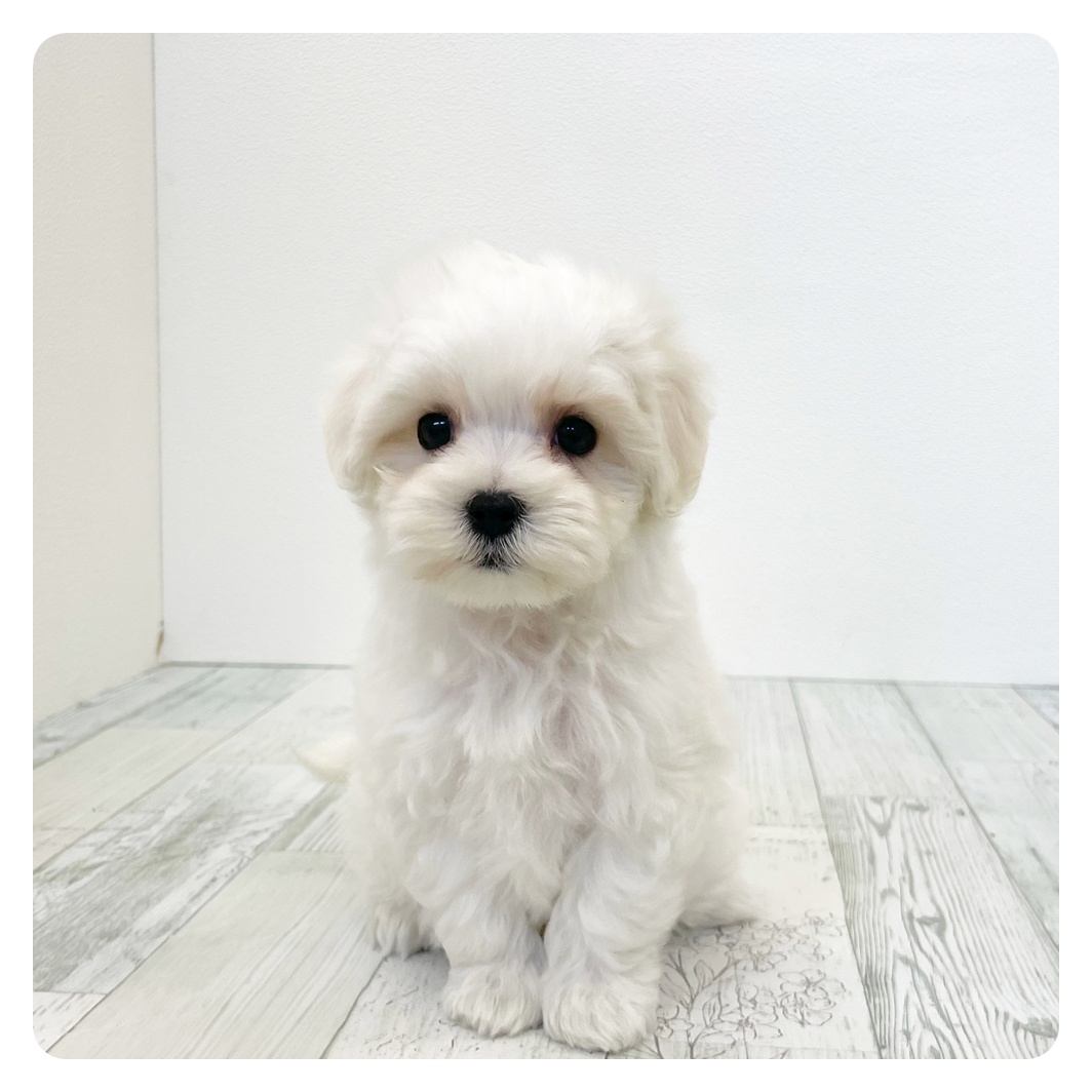 福岡県のマルプー(マルチーズ×プードル) (犬の家＆猫の里くりえいと宗像店/2026年3月14日生まれ/男の子/ホワイト)の子犬