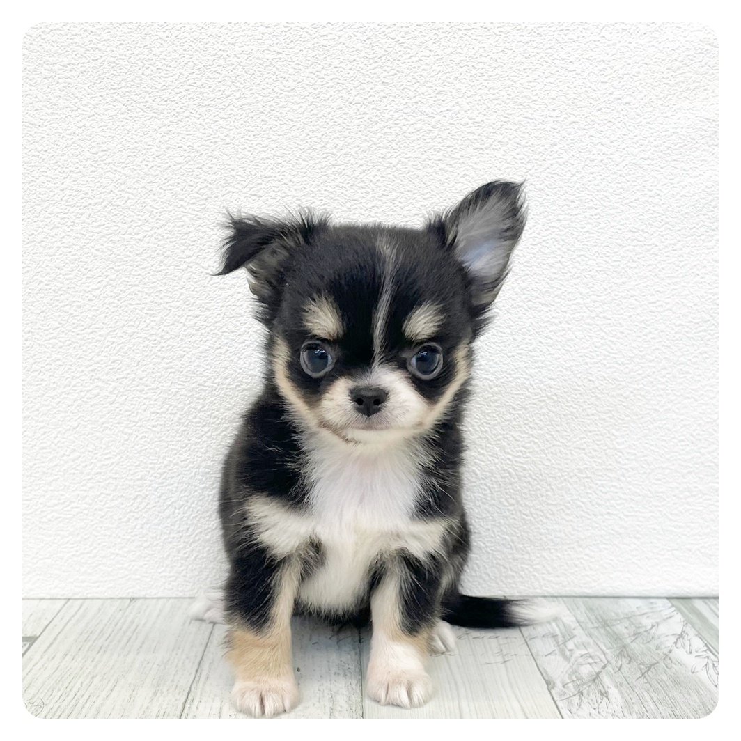 福岡県のチワワ(ロング) (犬の家＆猫の里くりえいと宗像店/2026年3月16日生まれ/女の子/ブラックタン)の子犬