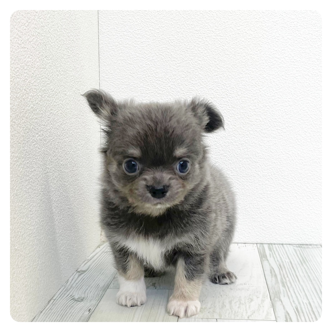 福岡県のチワワ(ロング) (犬の家＆猫の里トリアス久山店/2026年3月17日生まれ/男の子/ブルータンホワイト)の子犬