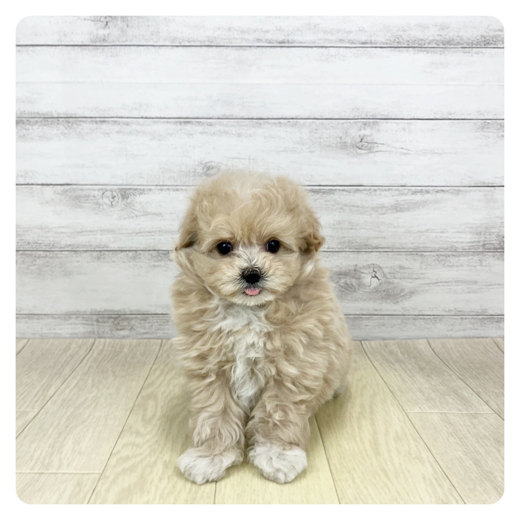 大阪府のポメプー(ポメラニアン×プードル) (犬の家＆猫の里そよら東岸和田店/2026年3月17日生まれ/女の子/アプリコットホワイト)の子犬の2枚目の画像