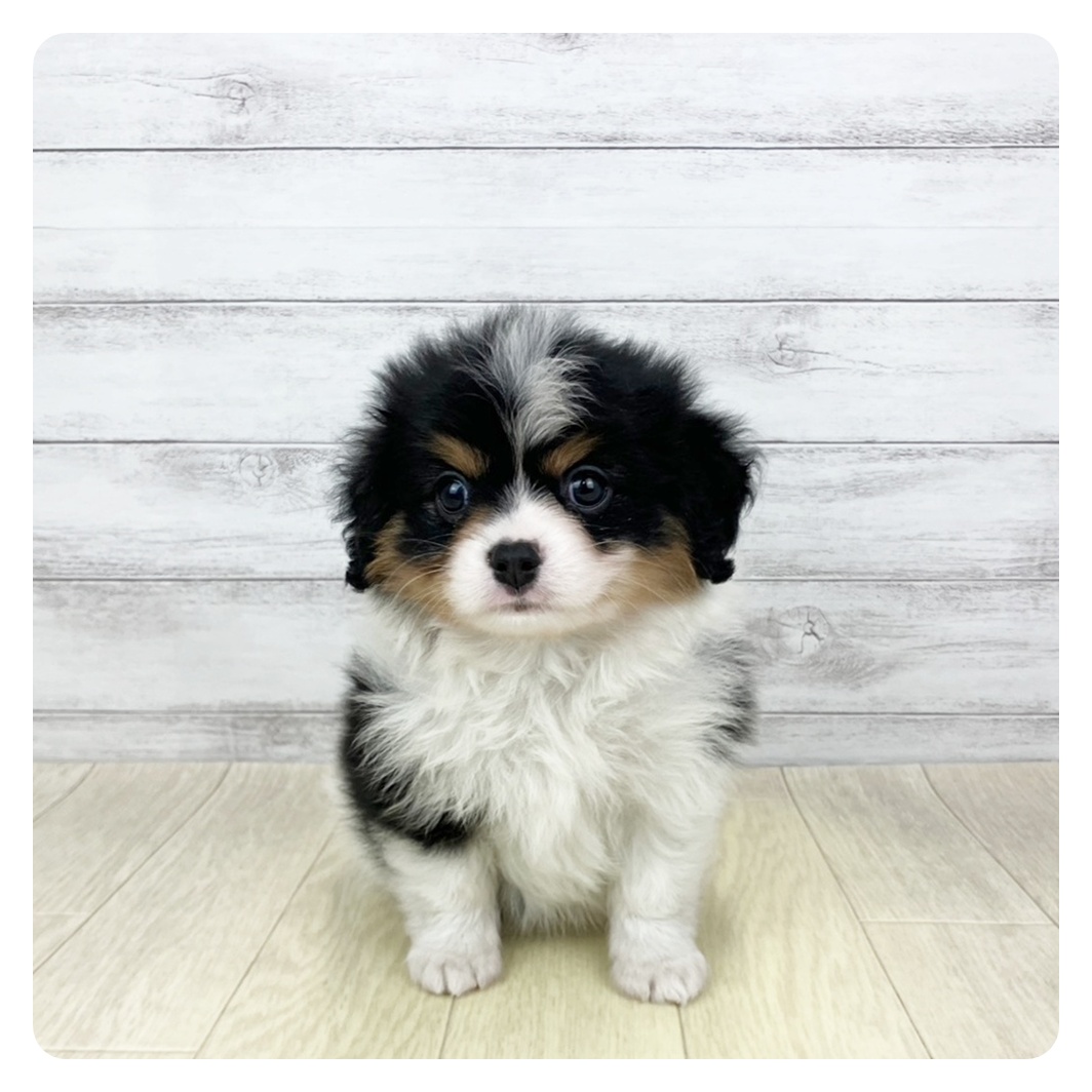 大阪府のハーフ犬・ミックス犬 (犬の家＆猫の里そよら東岸和田店/2026年3月17日生まれ/男の子/ブラックタンホワイト)の子犬