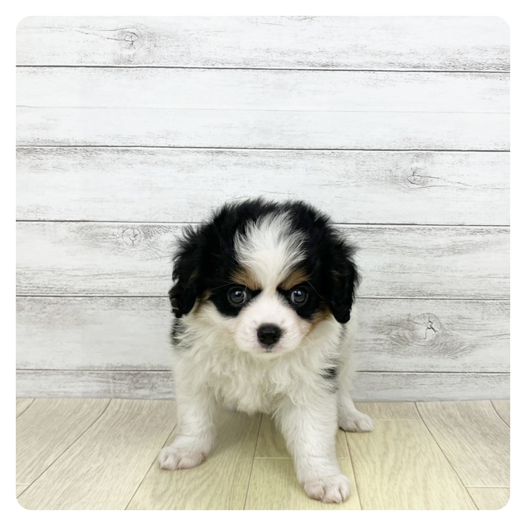 大阪府のハーフ犬・ミックス犬 (犬の家＆猫の里吹田店/2026年3月17日生まれ/男の子/ブラックタンホワイト)の子犬