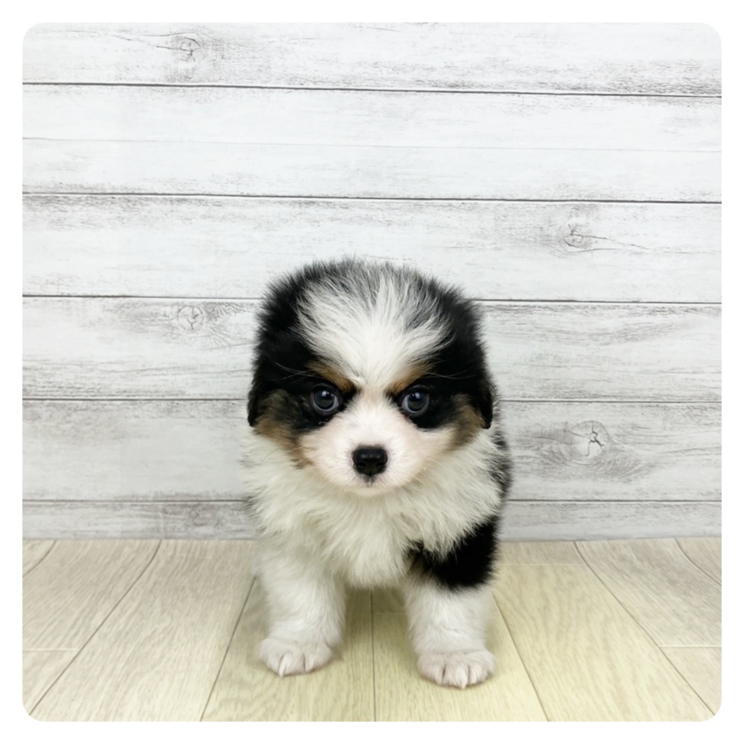 岡山県のハーフ犬・ミックス犬 (犬の家＆猫の里倉敷店/2026年3月17日生まれ/男の子/ブラックタンホワイト)の子犬