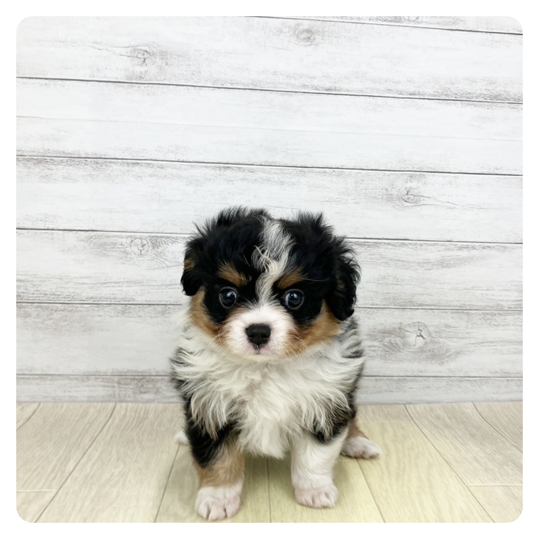 兵庫県のハーフ犬・ミックス犬 (犬の家＆猫の里ニッケパークタウン加古川店/2026年3月17日生まれ/女の子/ブラックタンホワイト)の子犬