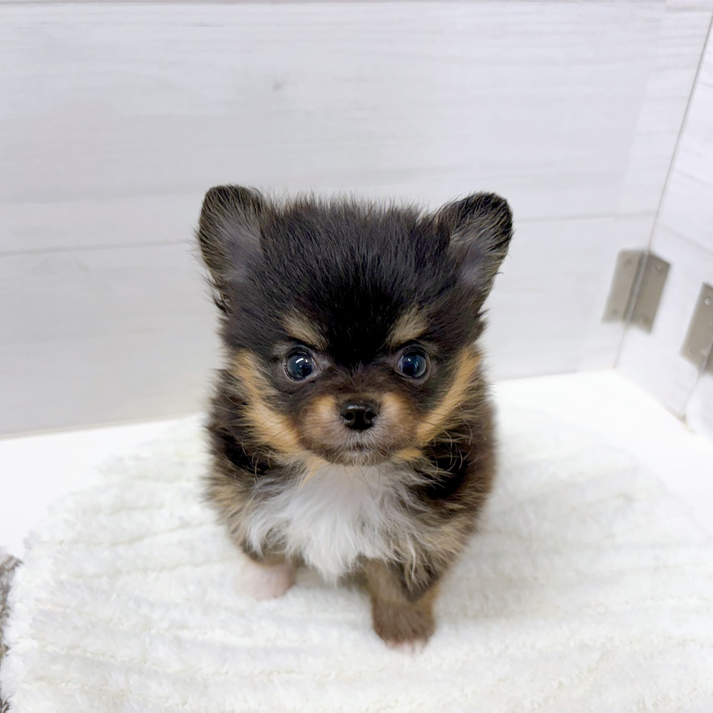 石川県のミックス犬・ハーフ犬の子犬を価格や特徴で探す|ペット