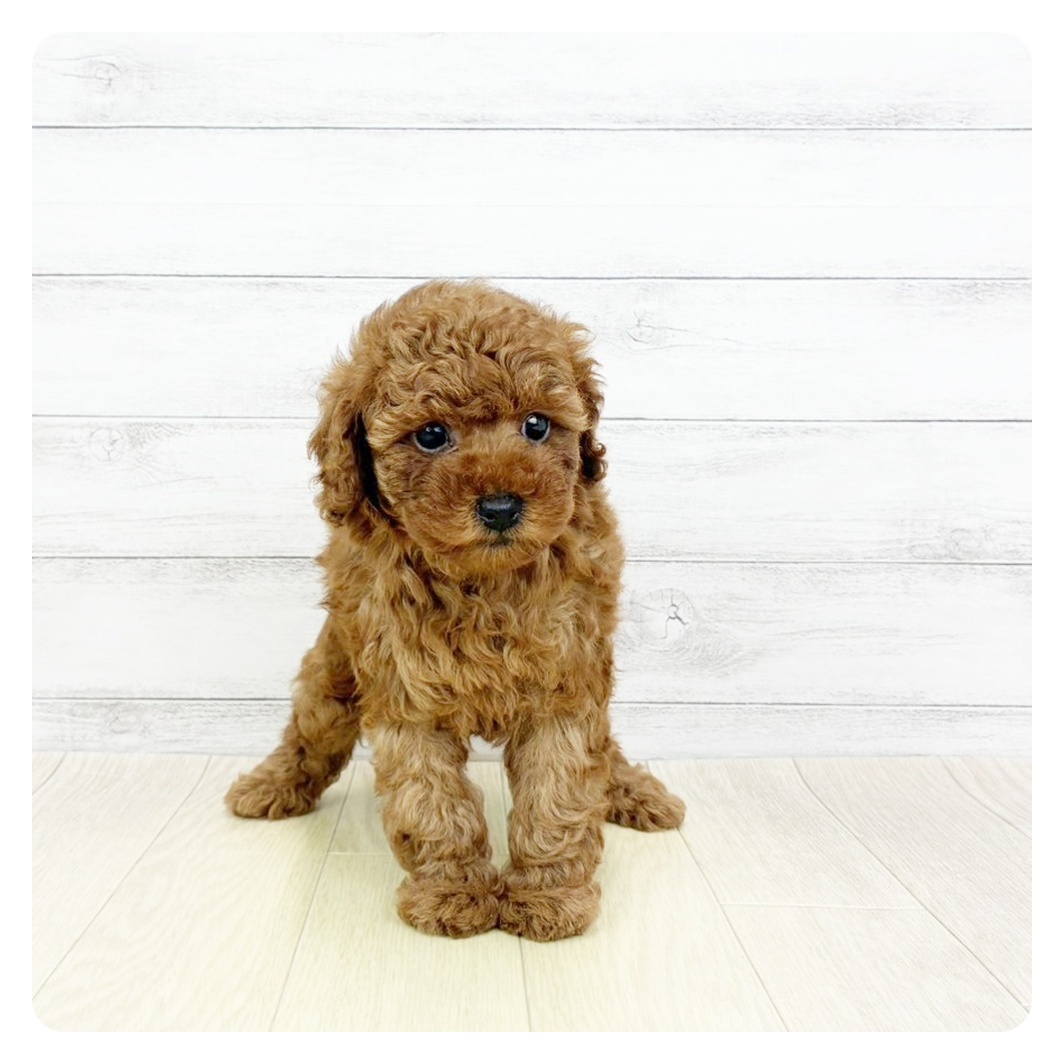 福井県のトイプードル(トイ) (犬の家＆猫の里アミーゴ福井大和田店/2026年3月17日生まれ/女の子/レッド)の子犬