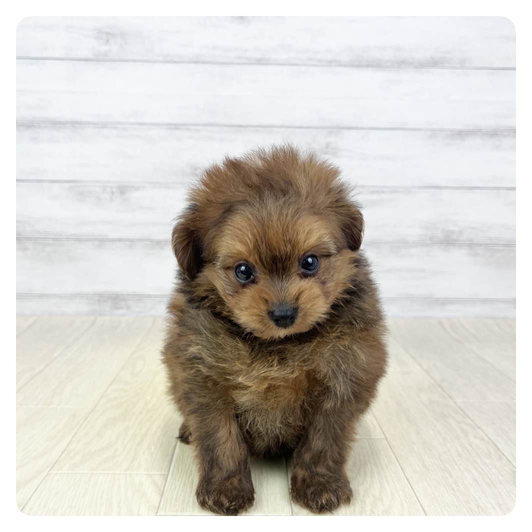 愛知県のポメプー(ポメラニアン×プードル) (犬の家＆猫の里豊田店/2026年3月15日生まれ/女の子/レッド)の子犬