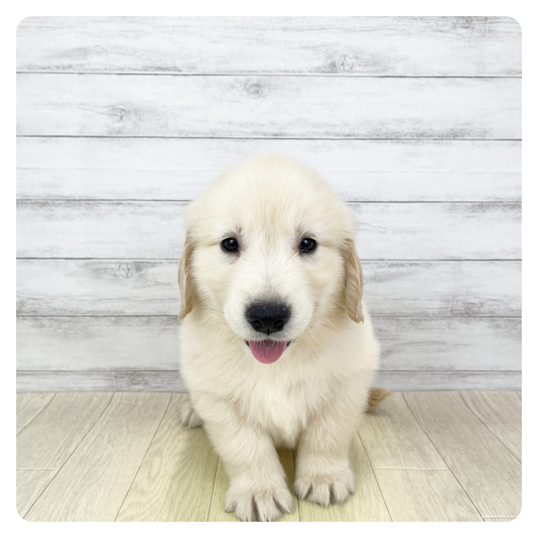 愛知県のゴールデンレトリバー (犬の家＆猫の里一宮店/2026年3月16日生まれ/男の子/ゴールデン)の子犬