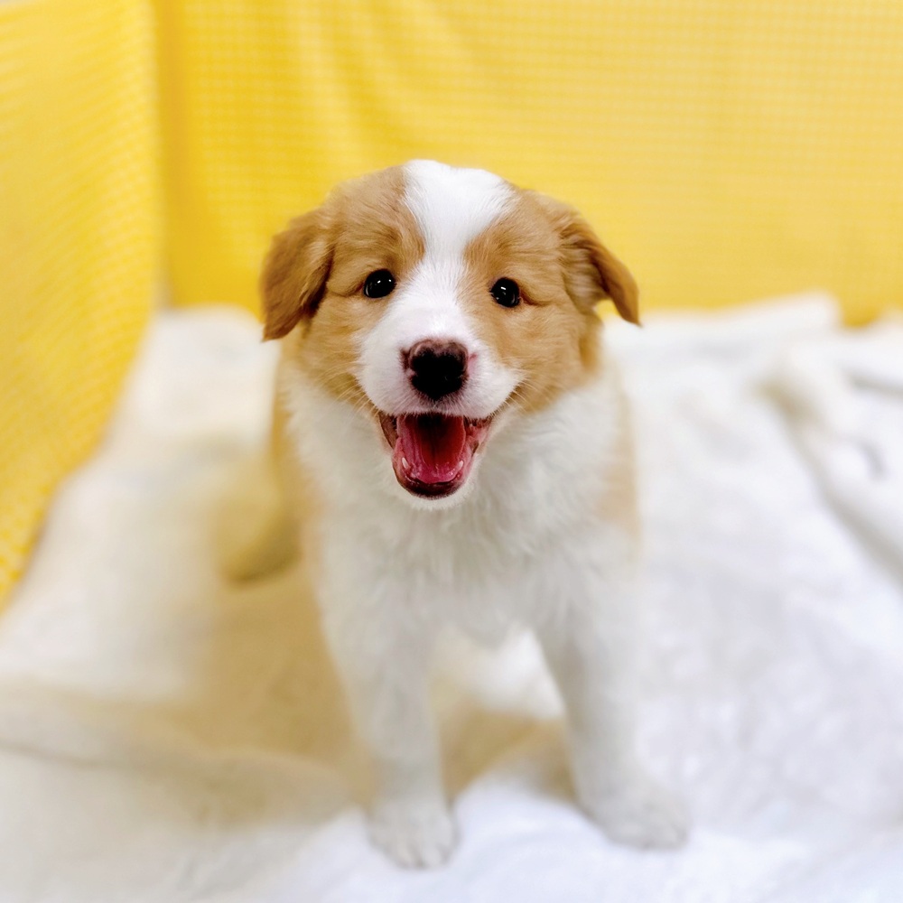 愛知県のボーダーコリー (犬の家＆猫の里一宮店/2026年3月18日生まれ/女の子/レッドホワイト)の子犬の1枚目の画像