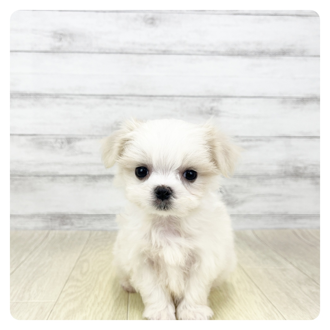 愛知県のマルチーズ (犬の家＆猫の里一宮店/2026年3月15日生まれ/男の子/ホワイト)の子犬