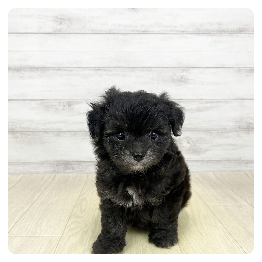 愛知県のチワプー/プーチー(チワワ×プードル) (犬の家＆猫の里七宝店/2026年3月18日生まれ/男の子/ブラック)の子犬の2枚目の画像