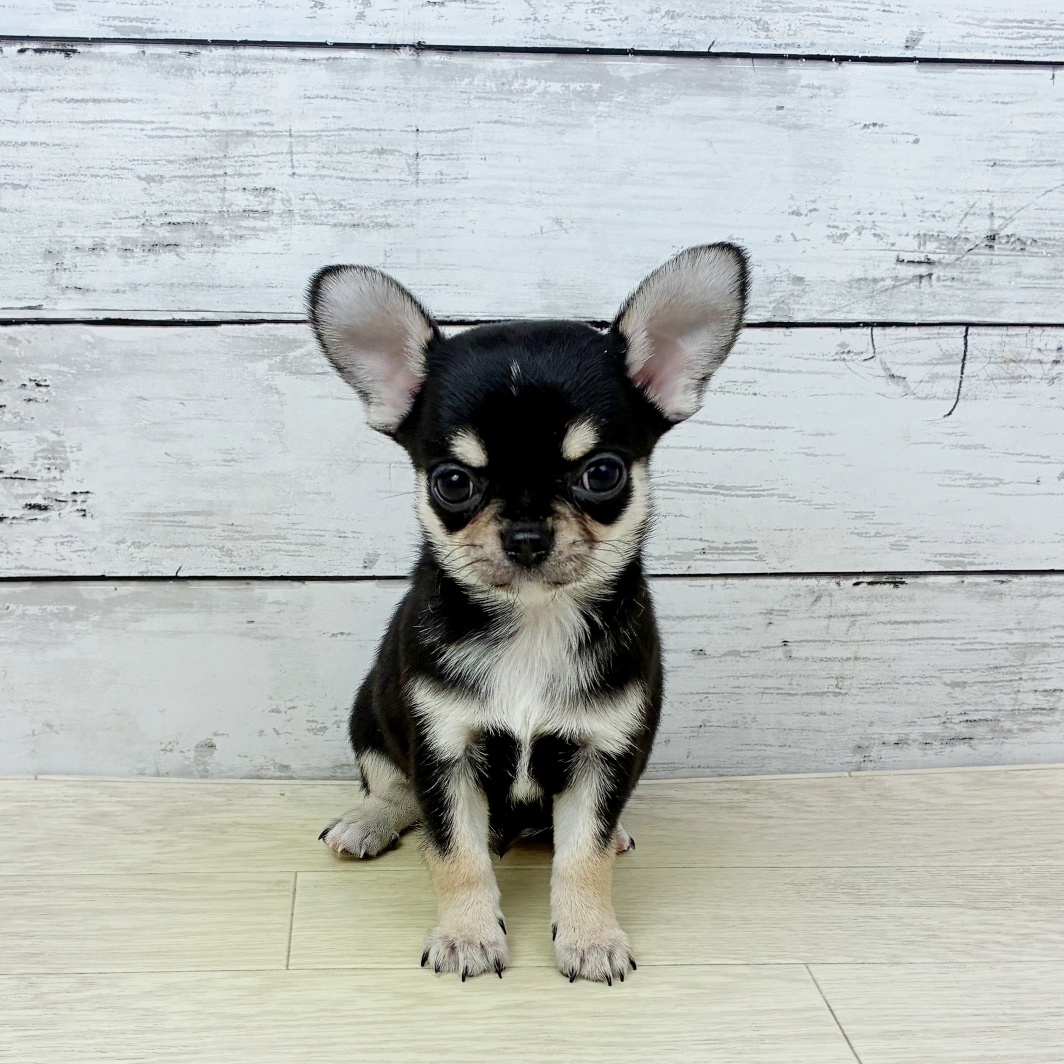 兵庫県のチワワ(スムース) (犬の家＆猫の里カナート西神戸店/2026年3月17日生まれ/男の子/ブラックタンホワイト)の子犬の4枚目の画像