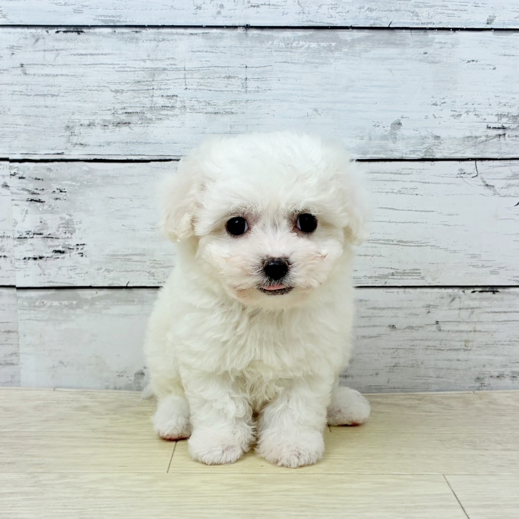 兵庫県のビションフリーゼ (犬の家＆猫の里ゆめタウン姫路店/2026年3月19日生まれ/女の子/ホワイト)の子犬