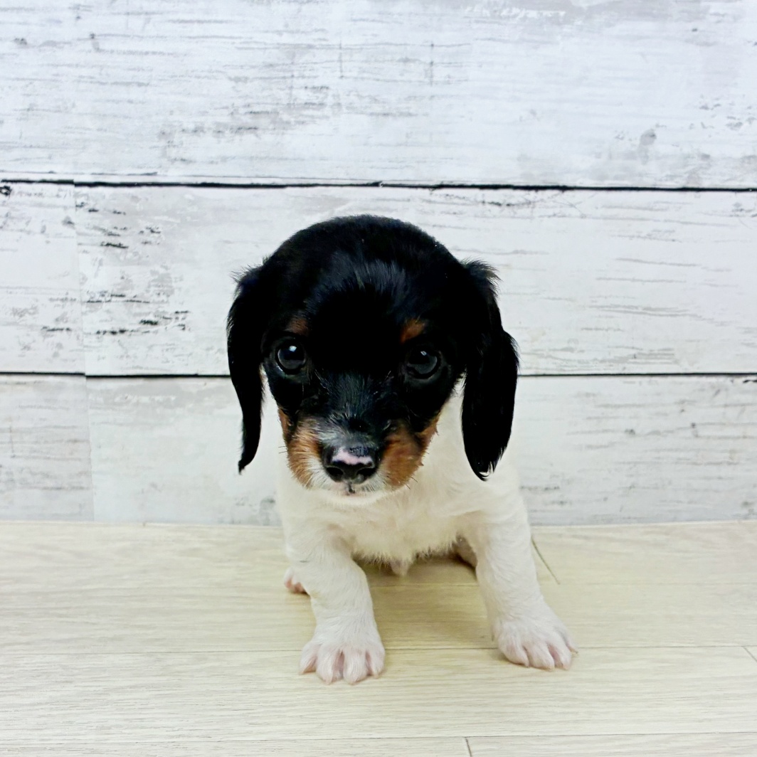 京都府のミニチュアダックスフンド(ロング) (犬の家＆猫の里京都精華店/2026年3月16日生まれ/女の子/ブラック、タン＆ポイポールド)の子犬