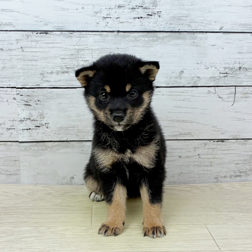 兵庫県の豆柴 (犬の家＆猫の里尼崎店/2026年3月18日生まれ/男の子/黒)の子犬
