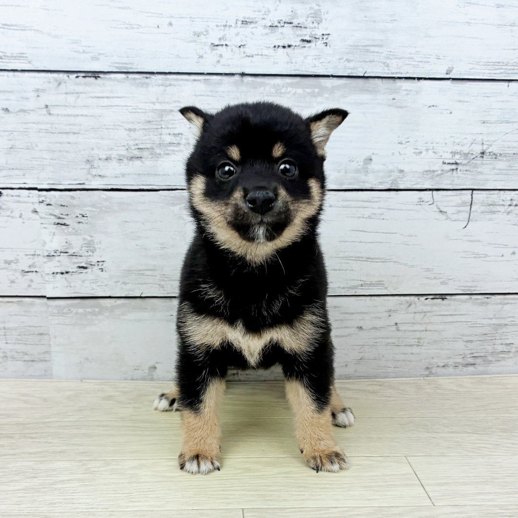 兵庫県の豆柴 (犬の家＆猫の里ニッケパークタウン加古川店/2026年3月18日生まれ/男の子/黒)の子犬
