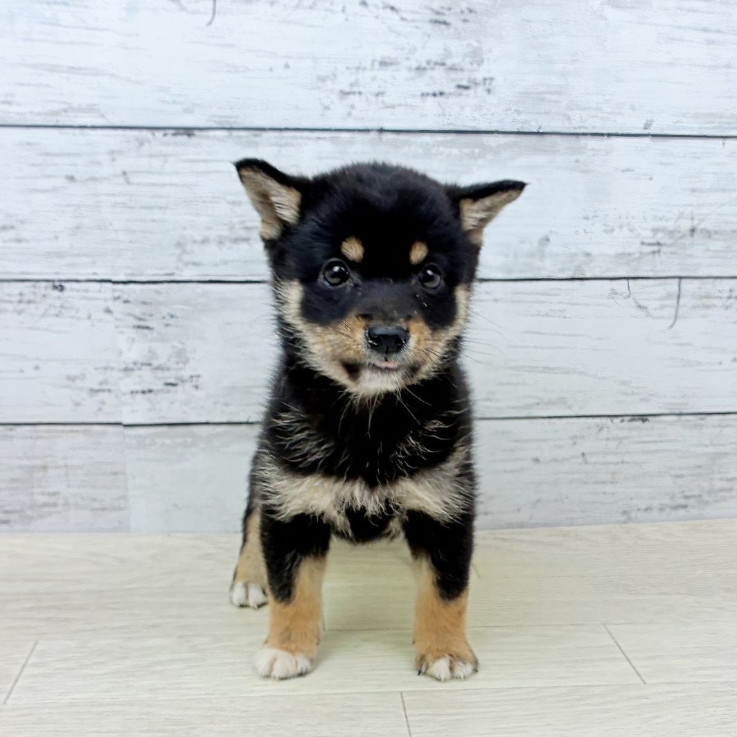 滋賀県の豆柴 (犬の家＆猫の里長浜店/2026年3月4日生まれ/女の子/黒)の子犬