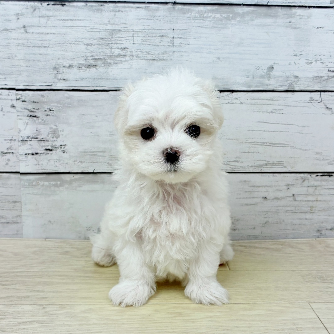 大阪府のマルチーズ (犬の家＆猫の里吹田店/2026年3月18日生まれ/女の子/ホワイト)の子犬
