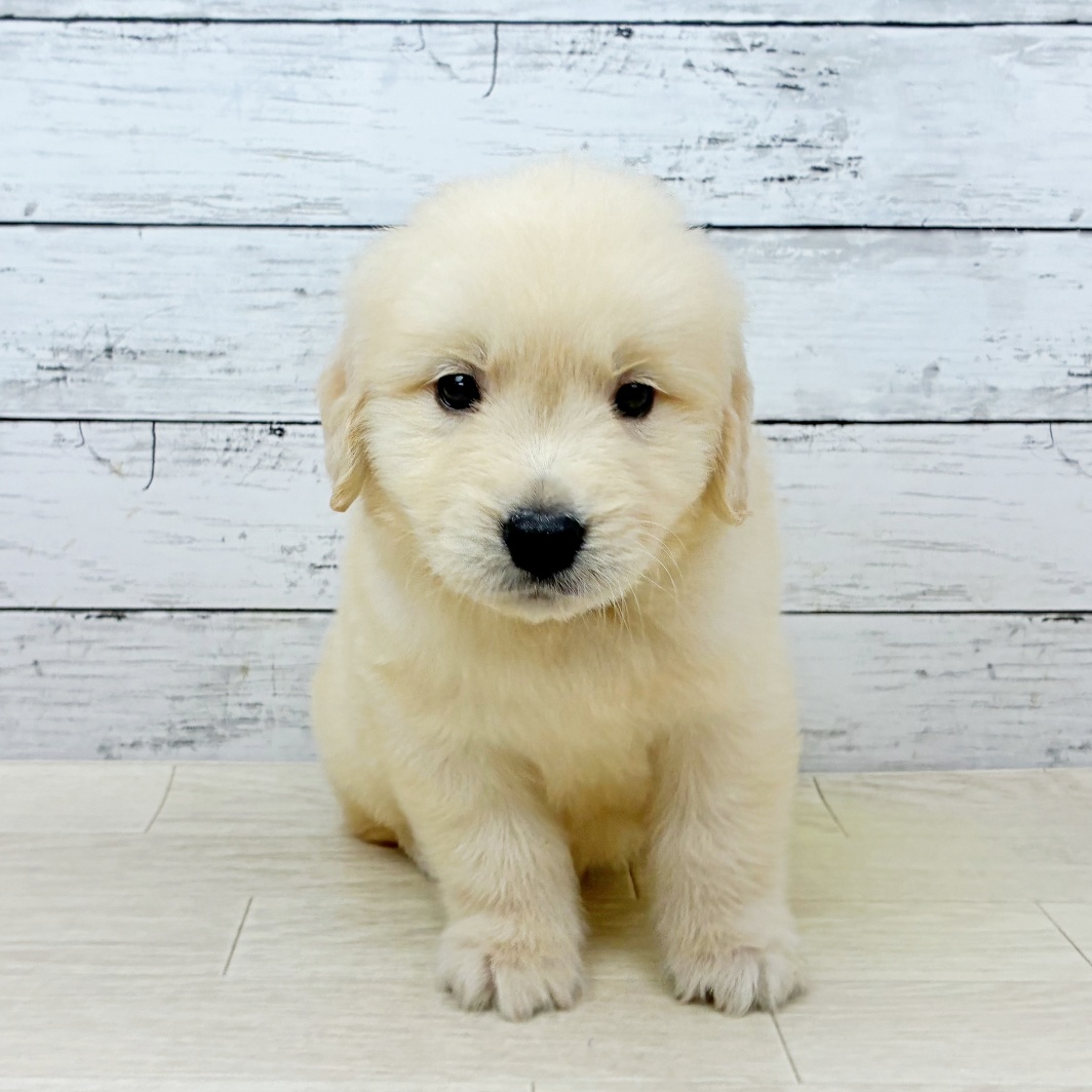 滋賀県のゴールデンレトリバー (犬の家＆猫の里長浜店/2026年3月19日生まれ/男の子/ゴールデン)の子犬