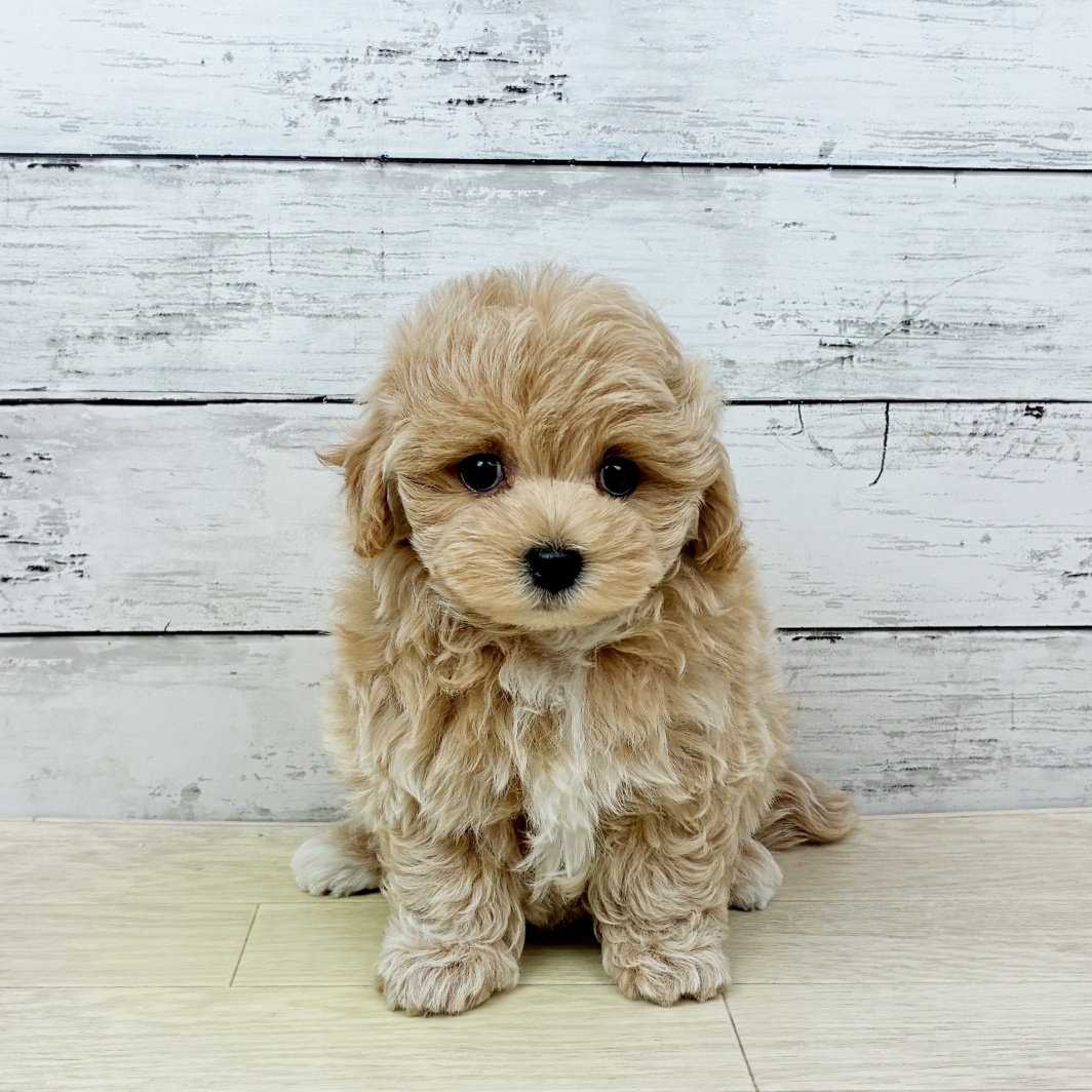 兵庫県のマルプー(マルチーズ×プードル) (犬の家＆猫の里ゆめタウン姫路店/2026年3月19日生まれ/男の子/クリーム)の子犬