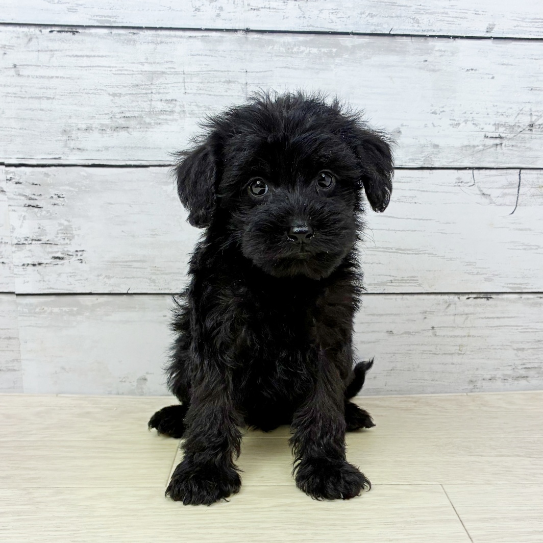 滋賀県のシュナプー(シュナウザー×プードル) (犬の家＆猫の里長浜店/2026年3月17日生まれ/女の子/ブラック)の子犬