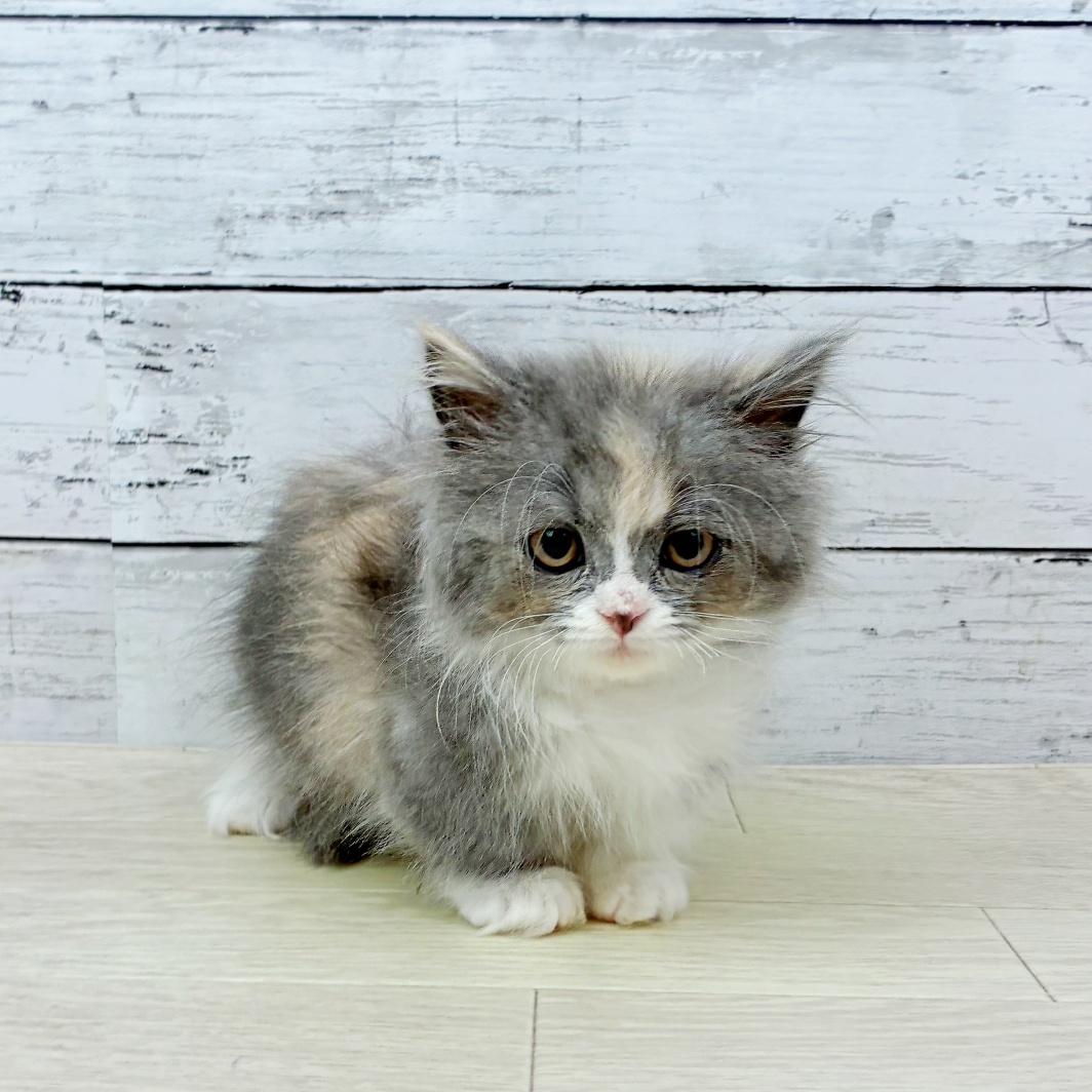 滋賀県のマンチカン (犬の家＆猫の里長浜店/2026年3月17日生まれ/女の子/ダイリュートキャリコ)の子猫