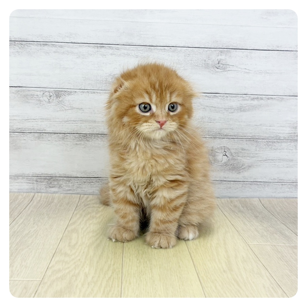 岐阜県のスコティッシュフォールド (犬の家＆猫の里中津川店/2026年3月19日生まれ/男の子/レッドタビー)の子猫