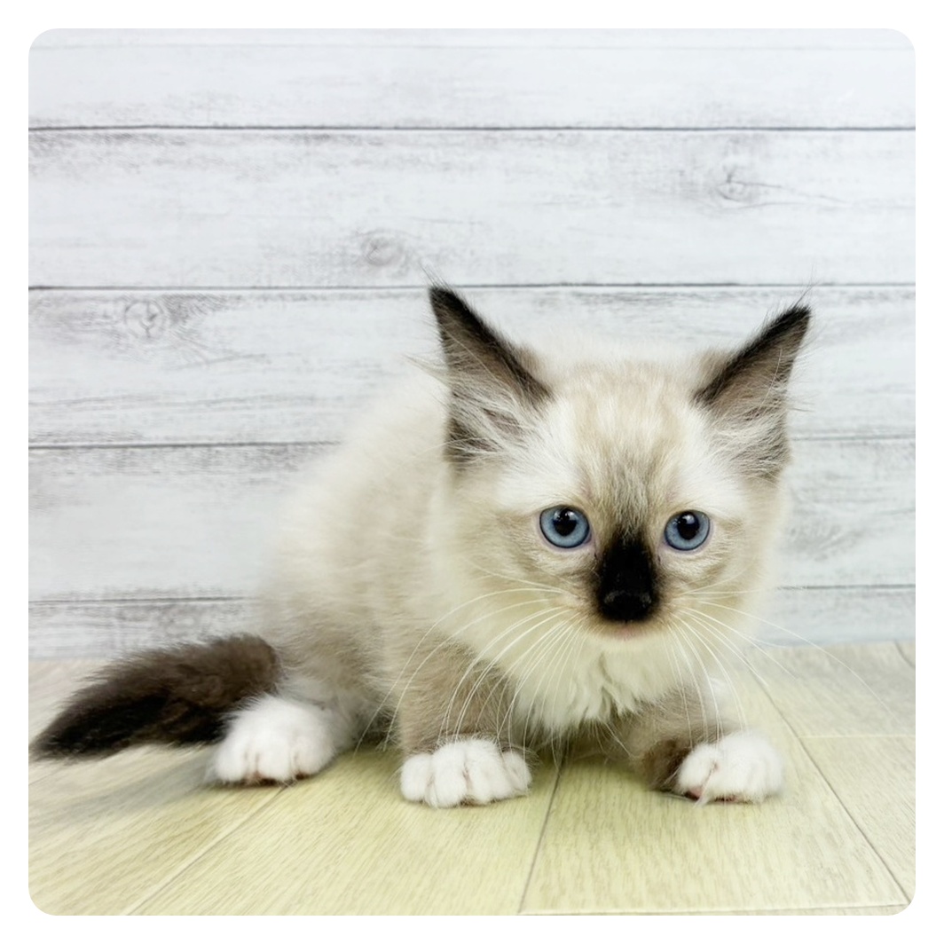 岐阜県のラグドール (犬の家＆猫の里カラフルタウン岐阜店/2026年3月16日生まれ/男の子/シールポイントミテッド)の子猫の2枚目の画像