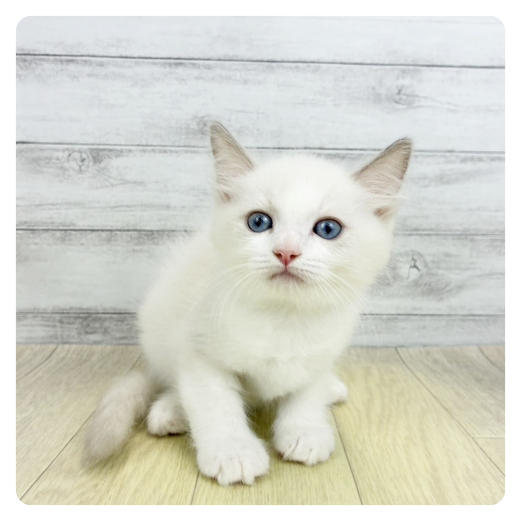 愛知県のラグドール (犬の家＆猫の里エアポートウォーク店/2026年3月20日生まれ/男の子/ブルーポイントバイカラー)の子猫