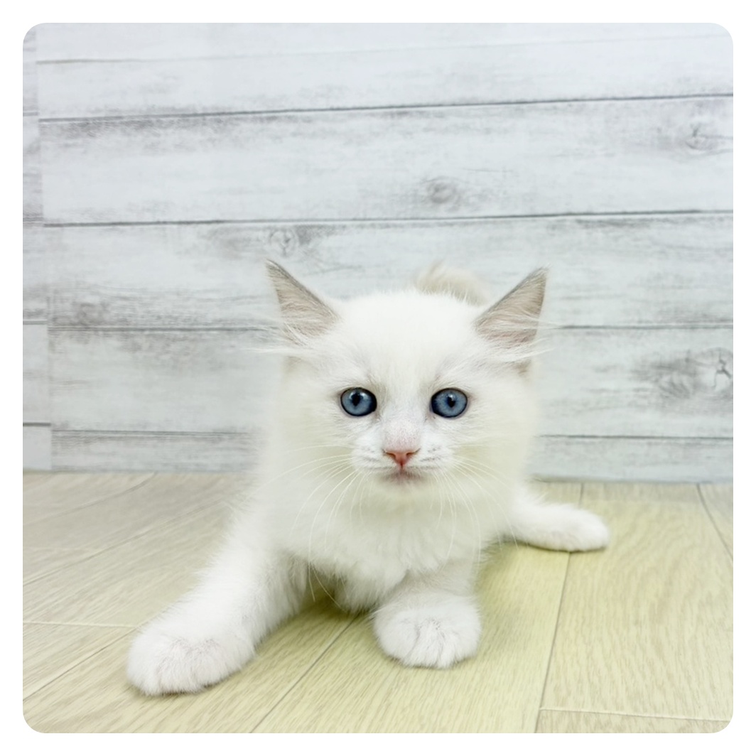 愛知県のラグドール (犬の家＆猫の里春日井本店/2026年3月20日生まれ/女の子/ブルーポイントバイカラー)の子猫