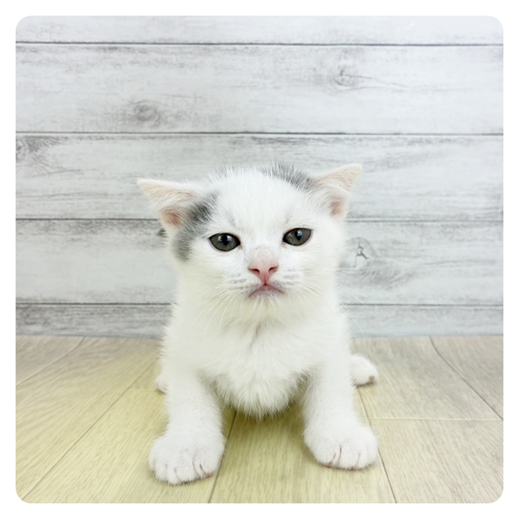 愛知県のスコティッシュフォールド (犬の家＆猫の里春日井本店/2026年3月21日生まれ/男の子/ブルーホワイト)の子猫