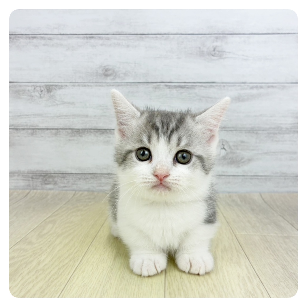 愛知県のマンチカン (犬の家＆猫の里春日井本店/2026年3月19日生まれ/男の子/ブルーシルバータビー&ホワイト)の子猫