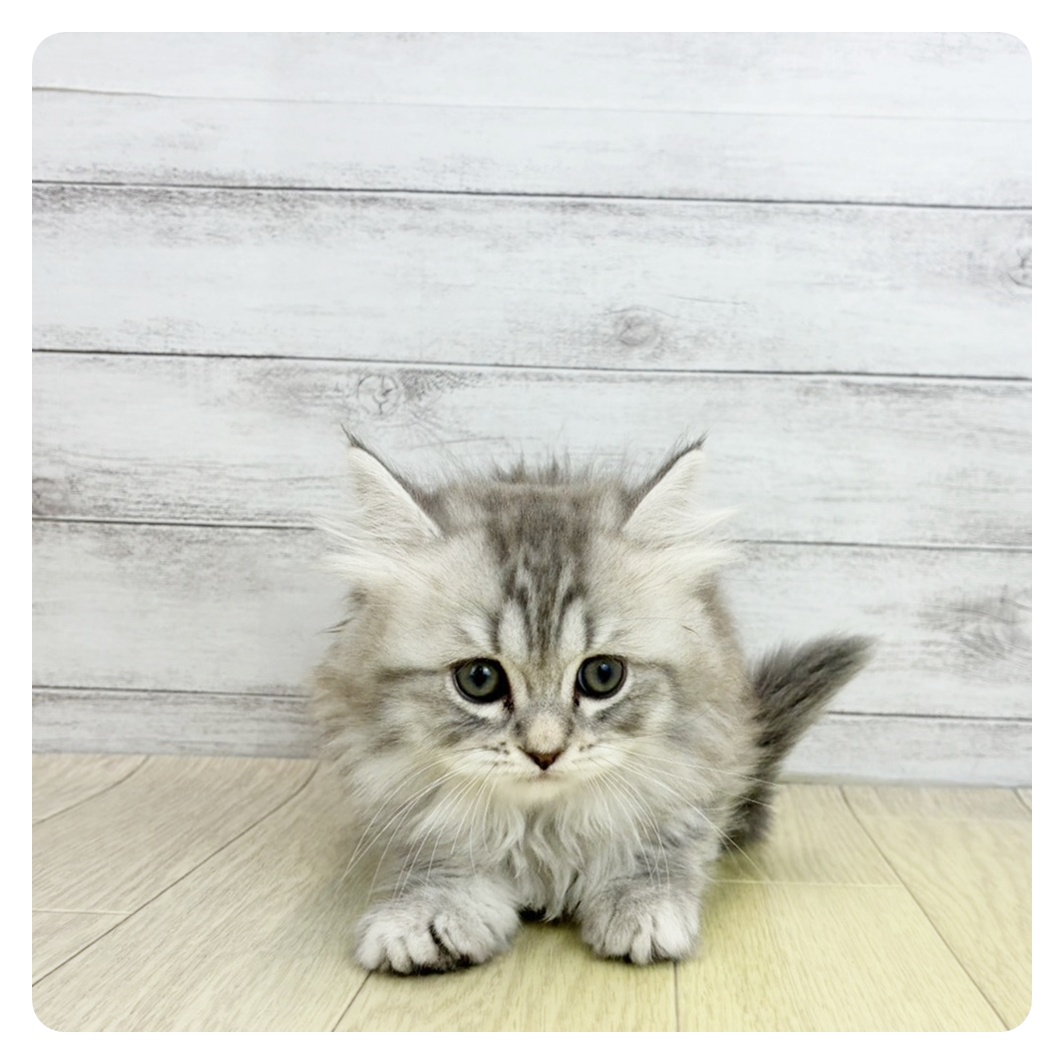 愛知県のマンチカン (犬の家＆猫の里春日井本店/2026年3月19日生まれ/女の子/ブルーシルバータビー)の子猫