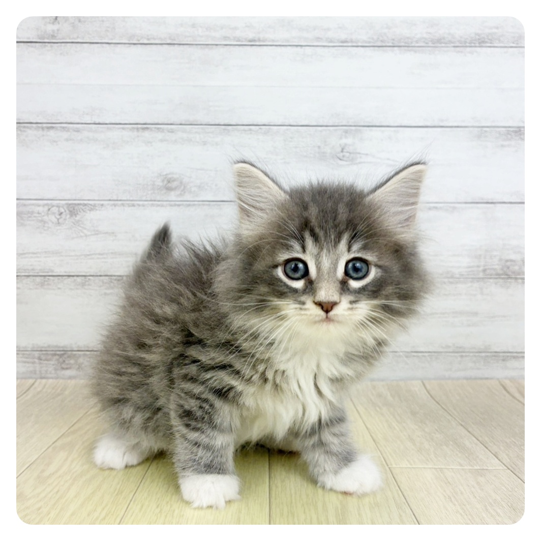 愛知県のノルウェージャンフォレストキャット (犬の家＆猫の里春日井本店/2026年3月19日生まれ/女の子/ブルータビーホワイト)の子猫