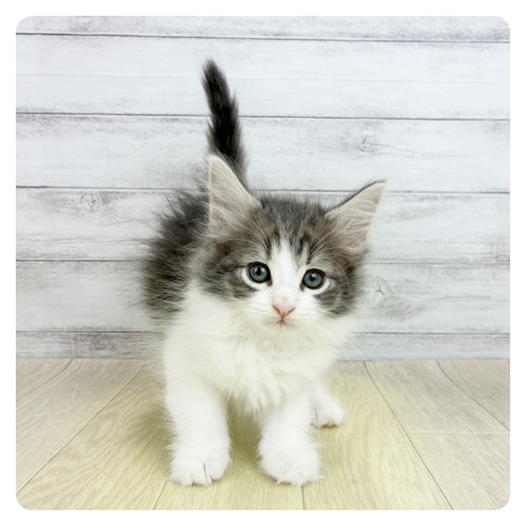 愛知県のノルウェージャンフォレストキャット (犬の家＆猫の里春日井本店/2026年3月19日生まれ/女の子/ブルータビーホワイト)の子猫