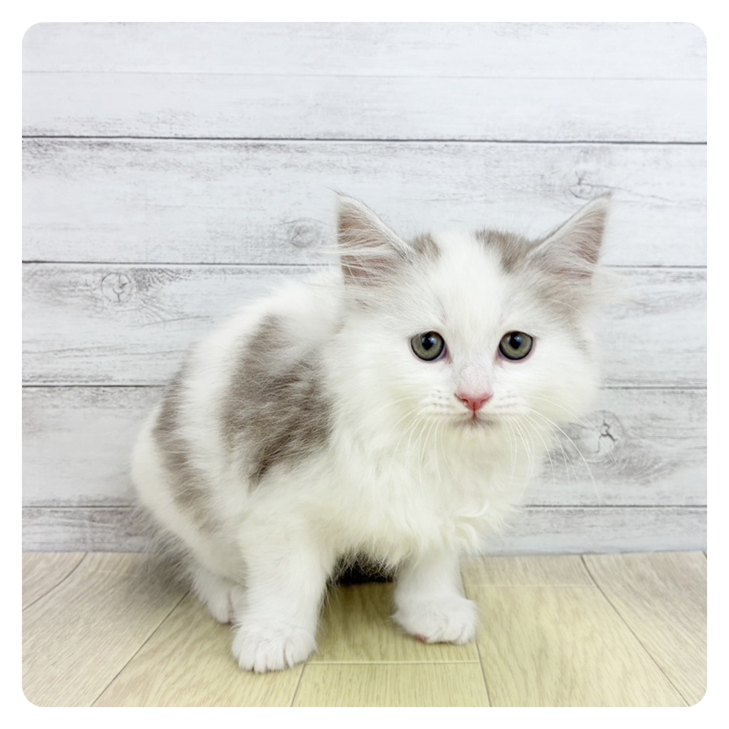 愛知県のマンチカン (犬の家＆猫の里春日井本店/2026年3月19日生まれ/男の子/シルバータビーホワイト)の子猫
