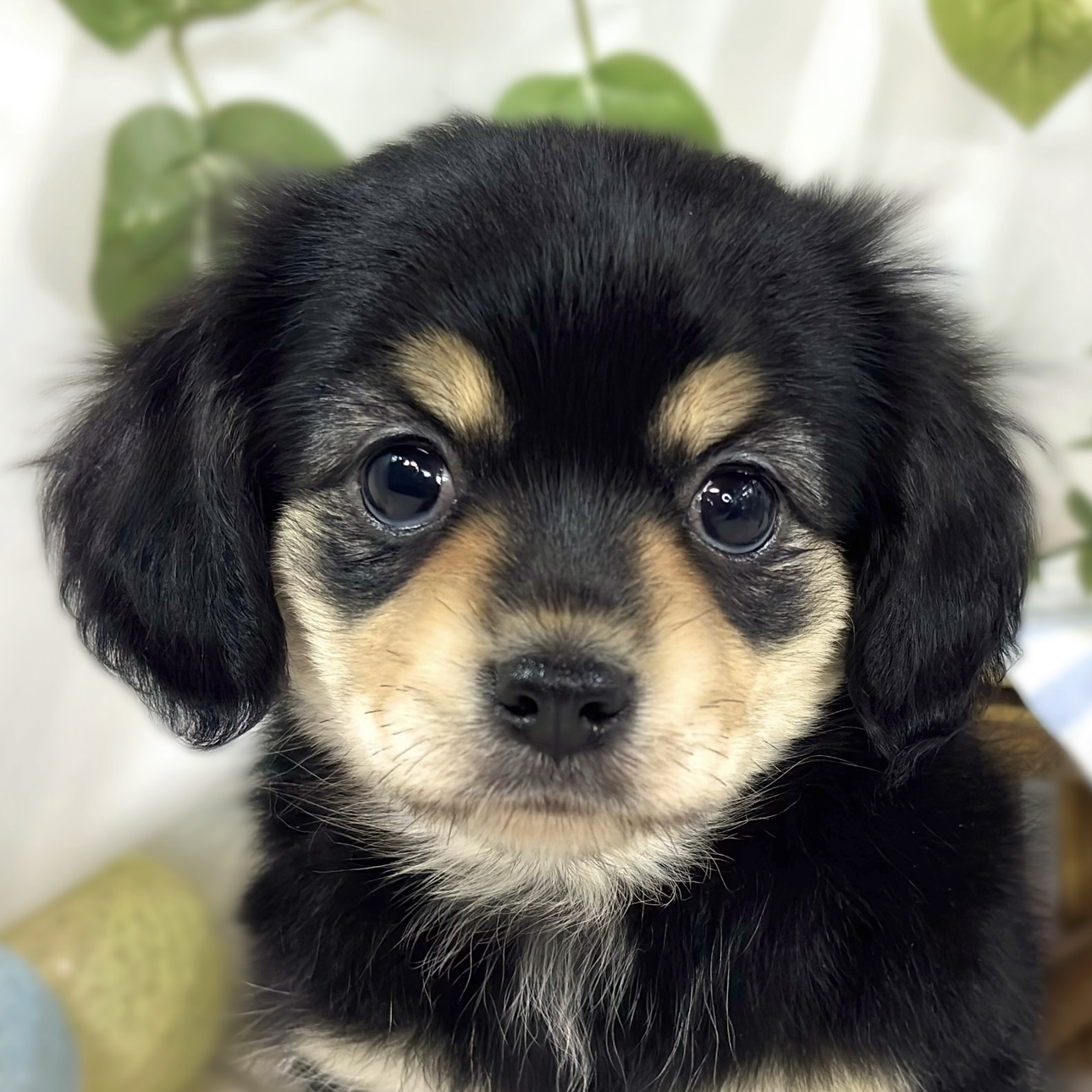 兵庫県のチワックス(チワワ×ダックス) (犬の家＆猫の里川西店/2026年3月16日生まれ/女の子/ブラッククリーム)の子犬