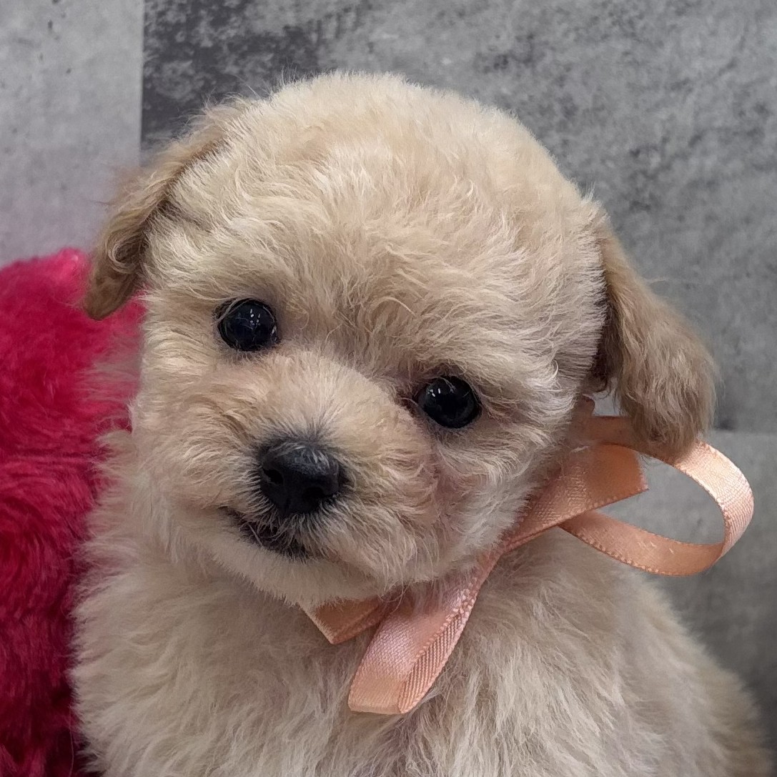 愛知県のマルプー(マルチーズ×プードル) (犬の家＆猫の里春日井本店/2026年3月19日生まれ/男の子/アプリコット)の子犬