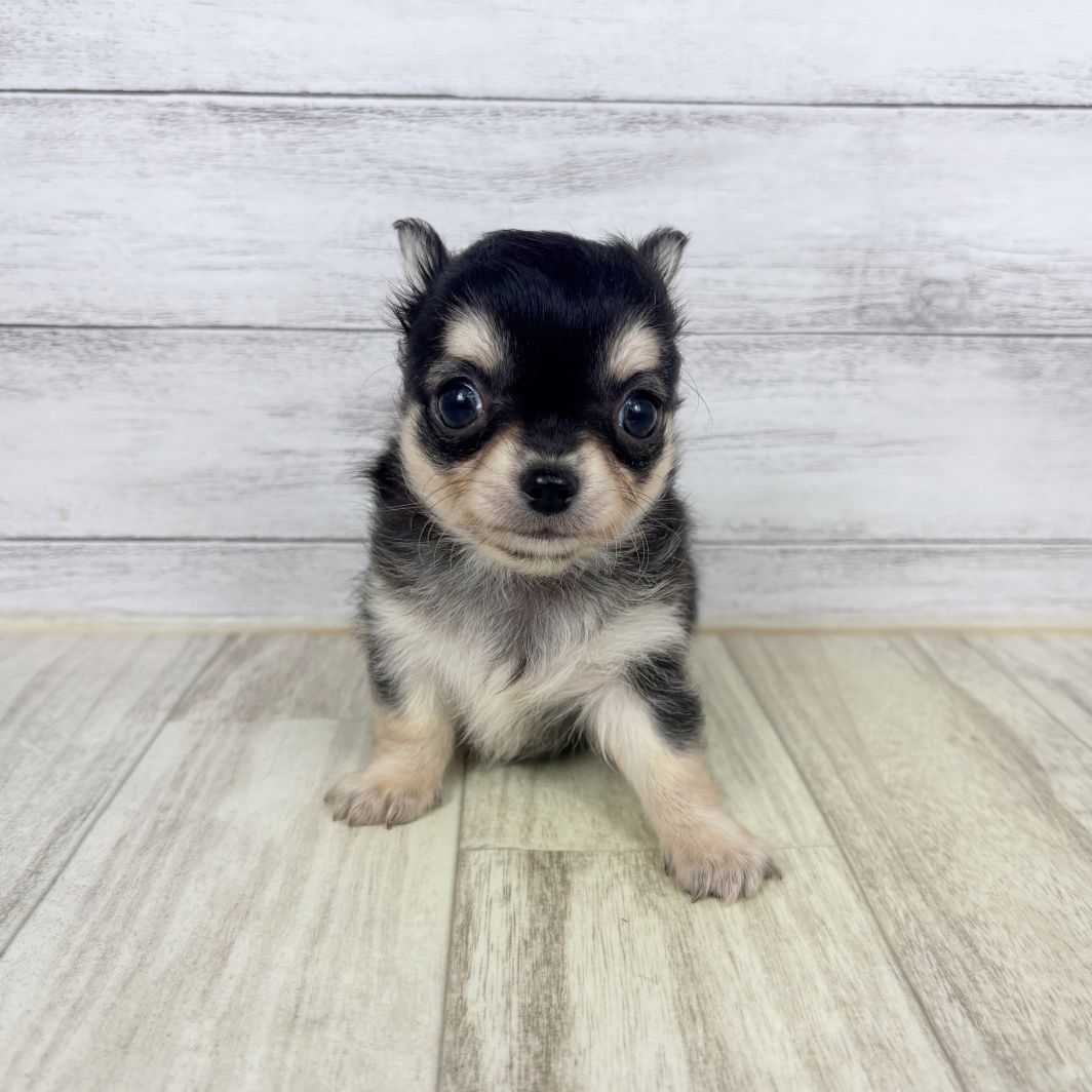 兵庫県のチワワ(ロング) (犬の家＆猫の里川西店/2026年3月22日生まれ/男の子/ブラックタン)の子犬