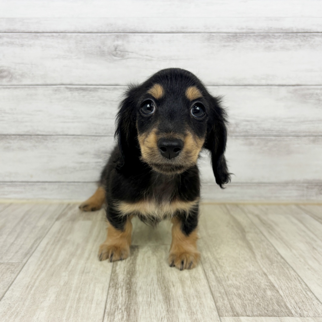 兵庫県のミニチュアダックスフンド(ロング) (犬の家＆猫の里川西店/2026年3月21日生まれ/男の子/ブラックタン)の子犬