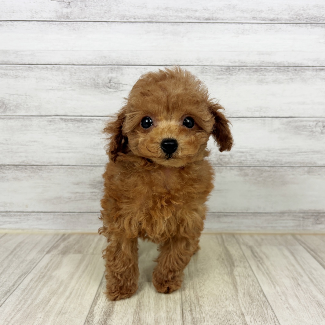 兵庫県のトイプードル(トイ) (犬の家＆猫の里川西店/2026年3月18日生まれ/男の子/レッド)の子犬