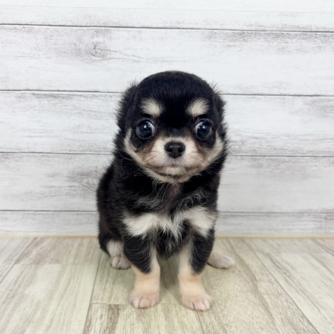 兵庫県のチワワ(ロング) (犬の家＆猫の里川西店/2026年3月16日生まれ/男の子/ブラックタン)の子犬